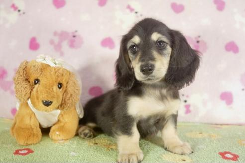 成約済の兵庫県のミニチュアダックスフンド-37148の1枚目