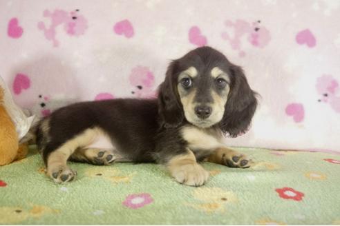 成約済の兵庫県のミニチュアダックスフンド-37148の2枚目