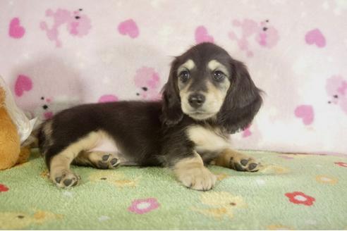 成約済の兵庫県のミニチュアダックスフンド-37148の3枚目