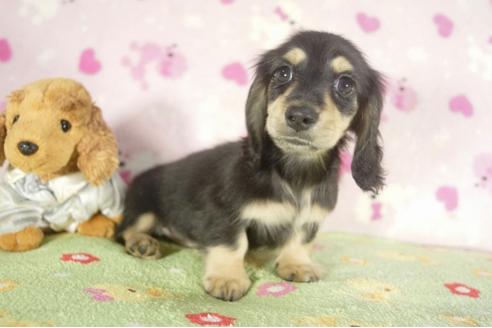 成約済の兵庫県のミニチュアダックスフンド-37149の1枚目