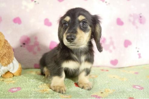 成約済の兵庫県のミニチュアダックスフンド-37149の2枚目