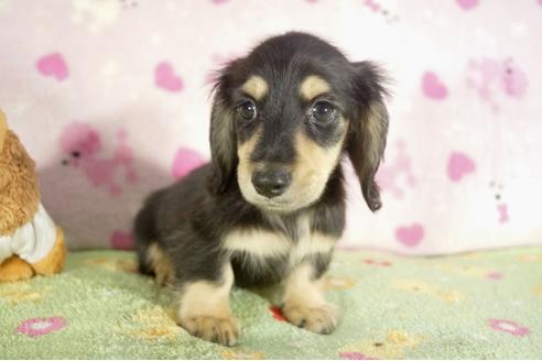 成約済の兵庫県のミニチュアダックスフンド-37149の3枚目