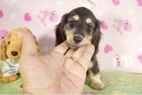 成約済の兵庫県のミニチュアダックスフンド-37150の4枚目