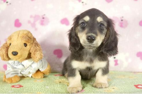 成約済の兵庫県のミニチュアダックスフンド-37150の1枚目