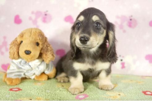 成約済の兵庫県のミニチュアダックスフンド-37150の2枚目