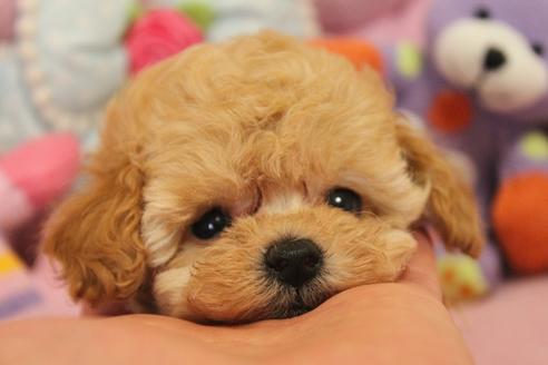 成約済の宮城県のトイプードル-37168の4枚目