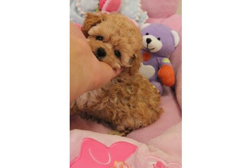 成約済の宮城県のトイプードル-37168の3枚目