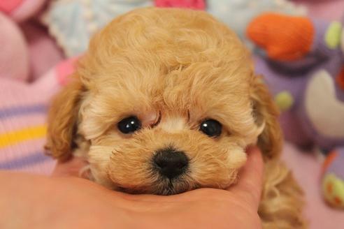 子犬