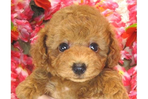 成約済の茨城県のトイプードル-37175の4枚目