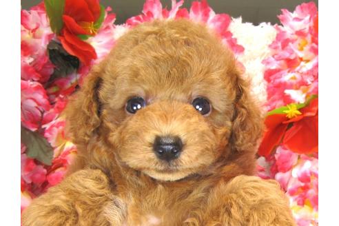 成約済の茨城県のトイプードル-37175の5枚目