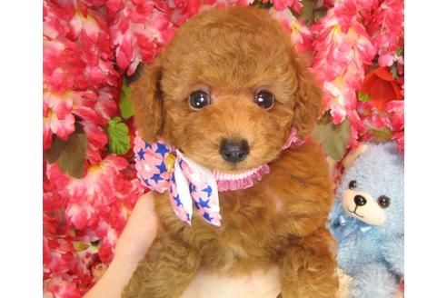 成約済の茨城県のトイプードル-37175の1枚目