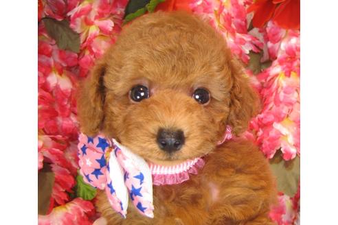 成約済の茨城県のトイプードル-37175の2枚目