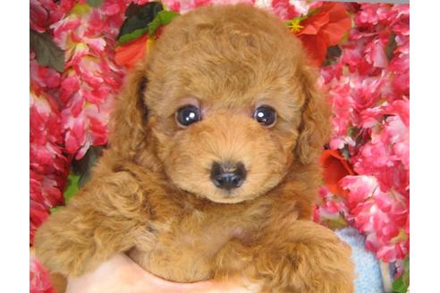 成約済の茨城県のトイプードル-37175の3枚目