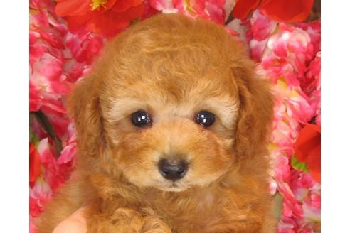 成約済の茨城県のトイプードル-37176の4枚目