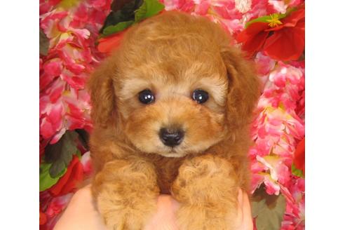 成約済の茨城県のトイプードル-37176の5枚目