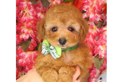 成約済の茨城県のトイプードル-37176の1枚目