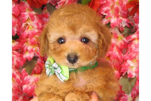 成約済の茨城県のトイプードル-37176の2枚目