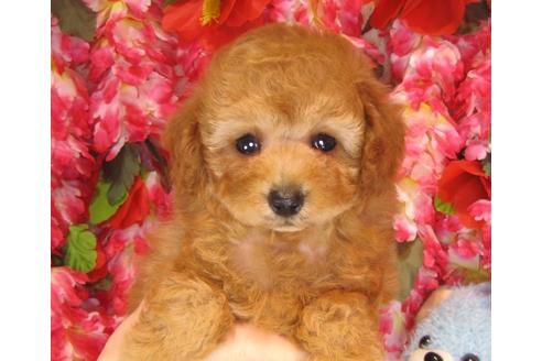 成約済の茨城県のトイプードル-37176の3枚目