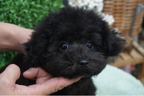 成約済の京都府のトイプードル-35003の3枚目