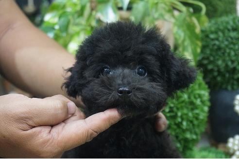 成約済の京都府のトイプードル-35003の2枚目