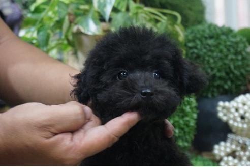 成約済の京都府のトイプードル-35003の1枚目