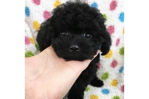 成約済の北海道のトイプードル-36516の1枚目