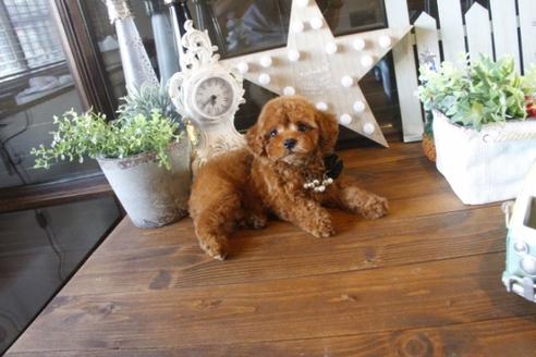 成約済の埼玉県のトイプードル-37191の3枚目