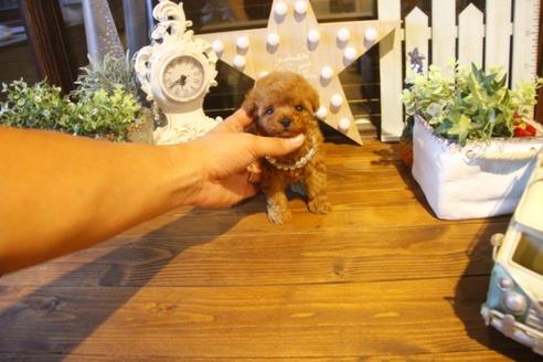 成約済の埼玉県のトイプードル-37192の5枚目