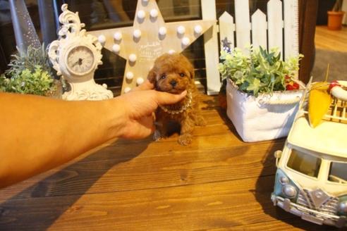 成約済の埼玉県のトイプードル-37192の2枚目