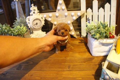 成約済の埼玉県のトイプードル-37192の3枚目