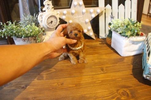 成約済の埼玉県のトイプードル-37192の4枚目