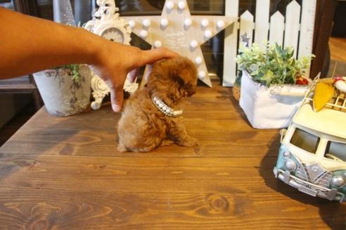 成約済の埼玉県のトイプードル-37192の1枚目