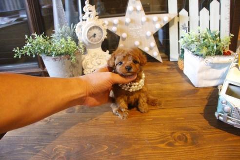 成約済の埼玉県のトイプードル-37193の5枚目