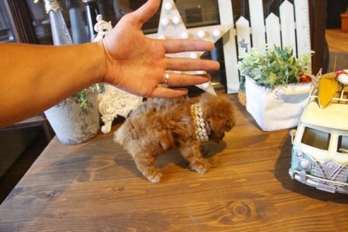 成約済の埼玉県のトイプードル-37193の1枚目