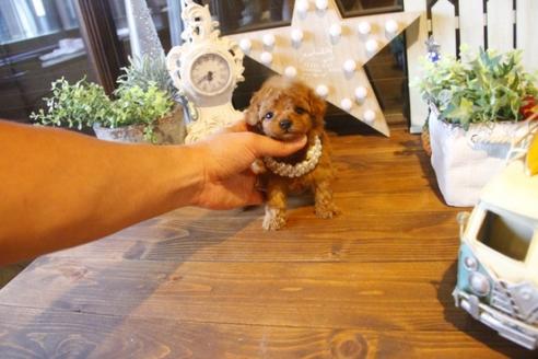 成約済の埼玉県のトイプードル-37193の2枚目