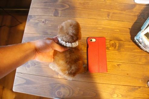 成約済の埼玉県のトイプードル-37193の3枚目