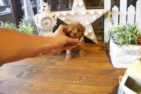 成約済の埼玉県のトイプードル-37193の4枚目