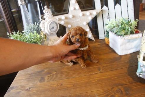 成約済の埼玉県のトイプードル-37194の5枚目