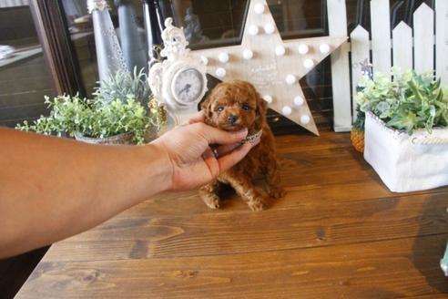 成約済の埼玉県のトイプードル-37194の2枚目