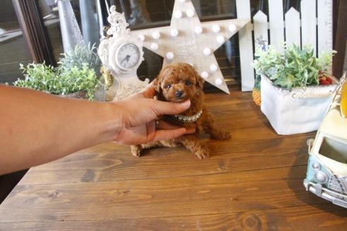 成約済の埼玉県のトイプードル-37194の4枚目