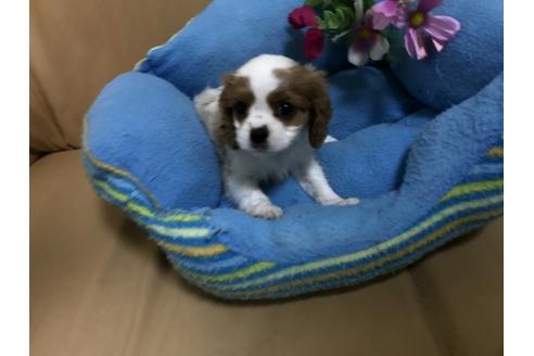 成約済の栃木県のキャバリアキングチャールズスパニエル-37203の2枚目
