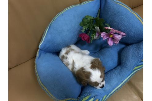 成約済の栃木県のキャバリアキングチャールズスパニエル-37203の3枚目