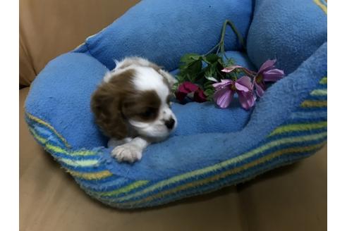 成約済の栃木県のキャバリアキングチャールズスパニエル-37203の1枚目