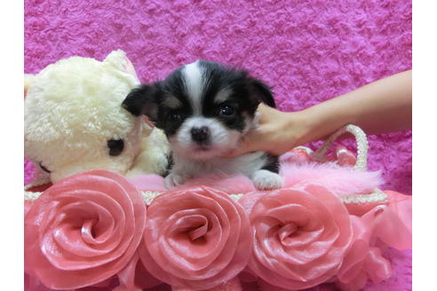 成約済の京都府のチワワ(ロングコート)-37211の3枚目