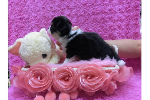 成約済の京都府のチワワ(ロングコート)-37211の2枚目