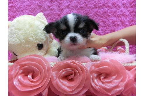 成約済の京都府のチワワ(ロングコート)-37211の1枚目