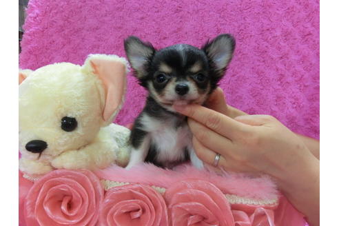 成約済の京都府のチワワ(ロングコート)-37212の3枚目