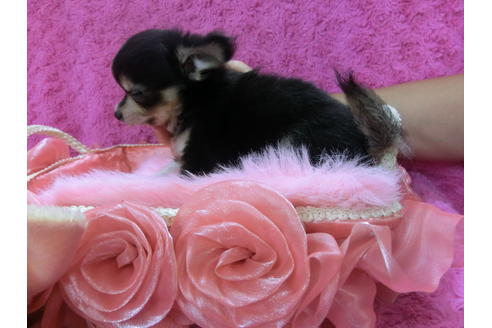 成約済の京都府のチワワ(ロングコート)-37212の2枚目