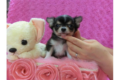 成約済の京都府のチワワ(ロングコート)-37212の1枚目