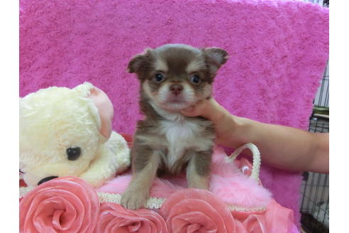 成約済の京都府のチワワ-37213の3枚目